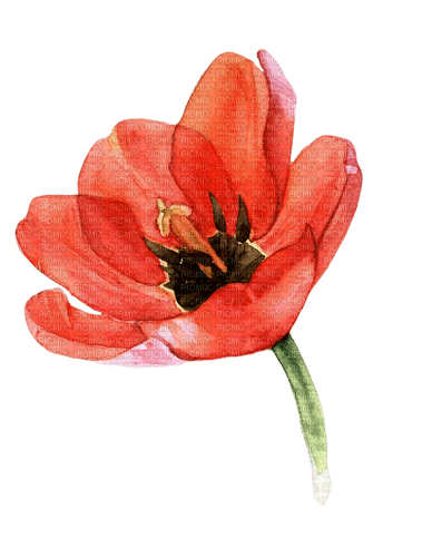 watercolor red flower Bb2 - darmowe png