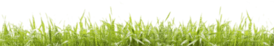 Kaz_Creations Grass - bezmaksas png