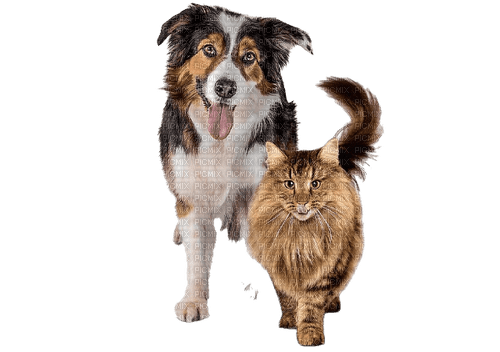 dog and cat - ilmainen png