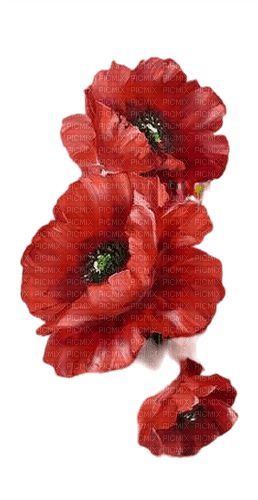 fleurs pavots rouges - kostenlos png