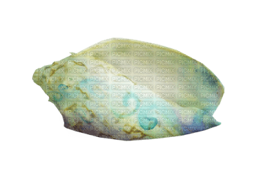 Kaz_Creations Deco Shells Shell - PNG gratuit