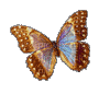 Kaz_Creations Deco Butterflies Butterfly Colours - GIF animé gratuit