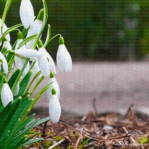 Background Snowdrop - Gratis geanimeerde GIF