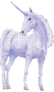 unicorn einhorn licorne fantasy tube white blanc horse pferd cheval fairy tale - GIF animé gratuit