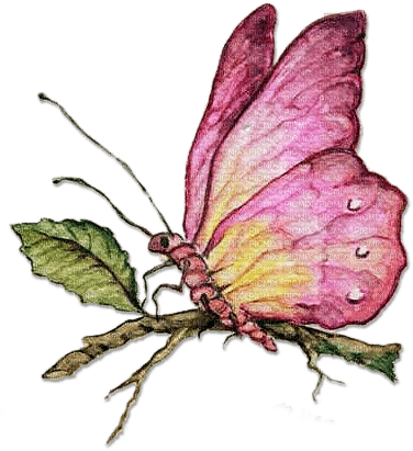 soave deco butterfly branch vintage pink green - besplatni png