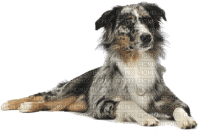 Kaz_Creations Dog Pup - nemokama png