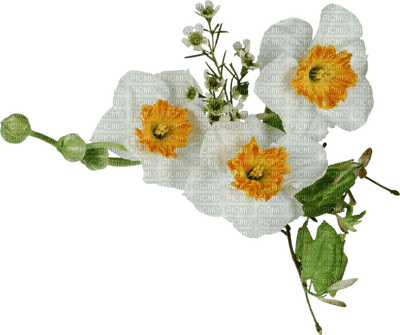 chantalmi fleur blanche - Free PNG