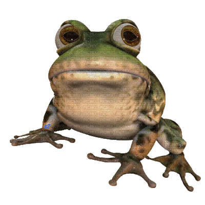 grenouille - Gratis animerad GIF