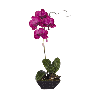 patymirabelle fleurs orchidée - nemokama png