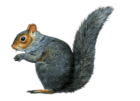 Kaz_Creations Squirrel - фрее пнг