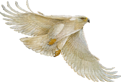 Oiseau - Besplatni animirani GIF