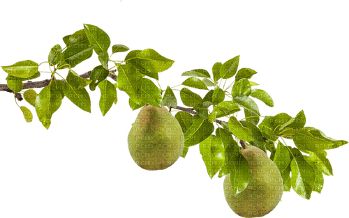 Pear  -  Bogusia - ilmainen png