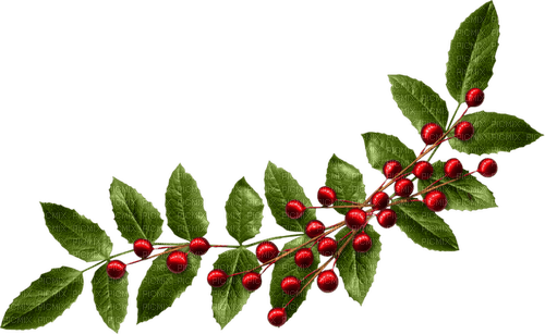 Branch.Berries.Green.Red - 無料png