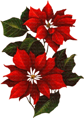 Y.A.M._New year Christmas flowers - darmowe png