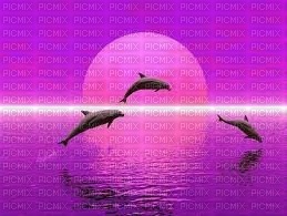 les dauphins - фрее пнг