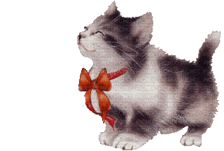 cat chat katze animal  gif  anime animated animation      tube - Ücretsiz animasyonlu GIF