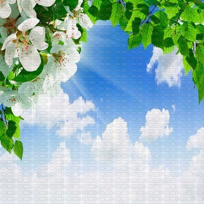 Y.A.M._Spring Summer background - ilmainen png