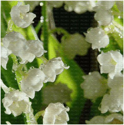 background animated flowers - Animovaný GIF zadarmo