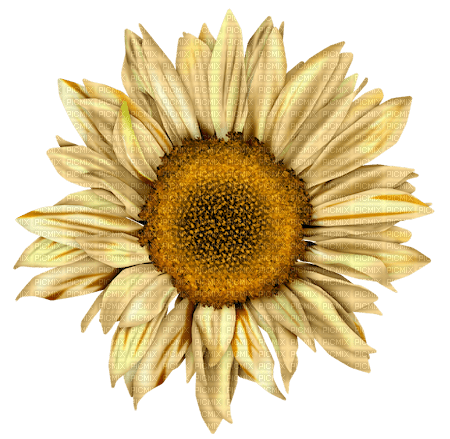 Blume flowers - бесплатно png