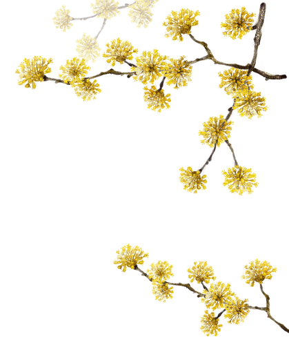 yellow flower tree branch Bb2 - png ฟรี