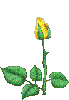 Opening Yellow Rose - Ingyenes animált GIF