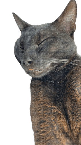 Sleeping blep Cuppa black cat - darmowe png