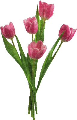 tulipanes - GIF animé gratuit