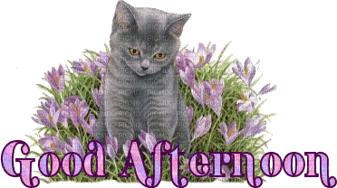 Kaz_Creations Cat Flowers Text Good Afternoon - GIF animado grátis
