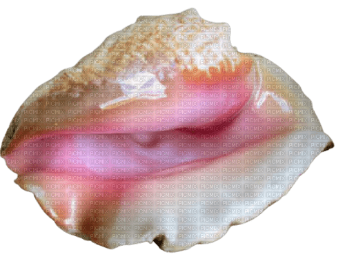 Coquillage - 免费PNG