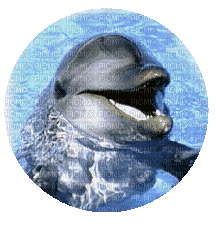 dauphins - Animovaný GIF zadarmo