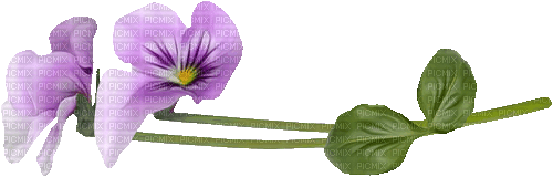 Pansy Flower - kostenlos png