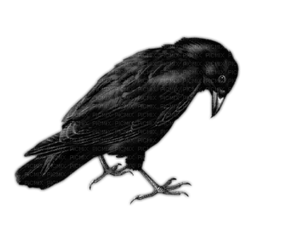 Ravens - nemokama png