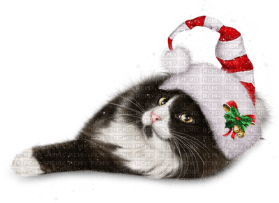Kaz_Creations  Cat-Christmas - 免费PNG