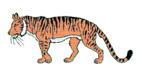 тигр - Animovaný GIF zadarmo
