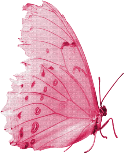 бабочка; акварель - фрее пнг