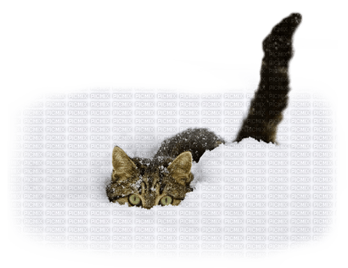 gato    nieve   dubravka4 - kostenlos png