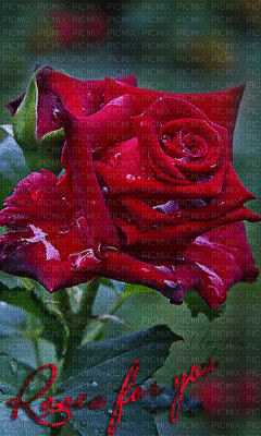 Roses - GIF เคลื่อนไหวฟรี