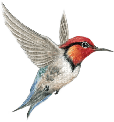 hummingbird - zdarma png