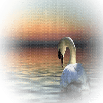 swan cygne - gratis png