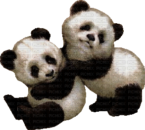 panda bp - Free animated GIF