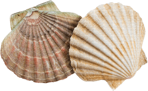 snäckor----shells - PNG gratuit