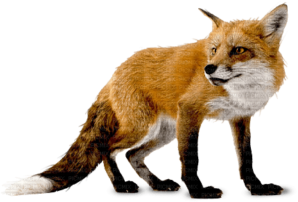 Vos 🦊 - zadarmo png
