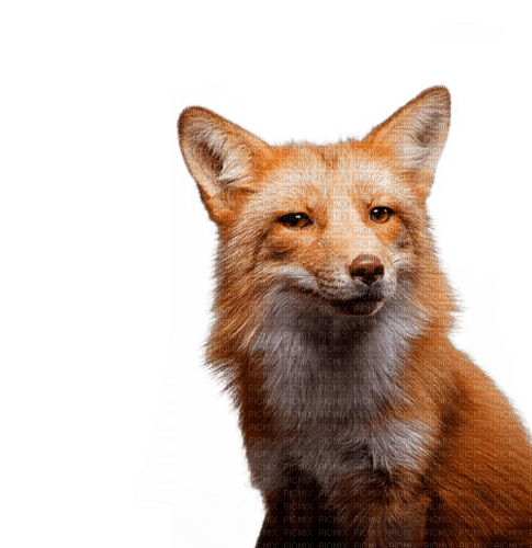 Fox - zdarma png