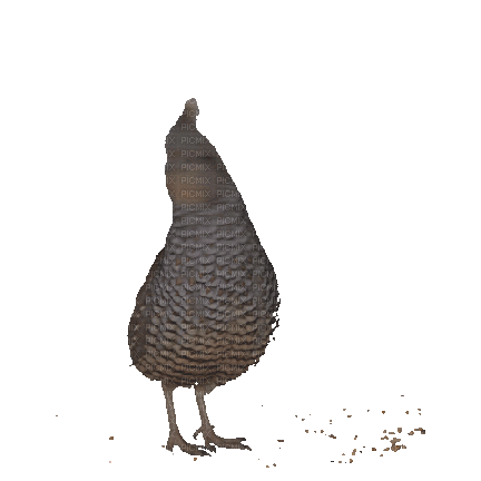 Птица - 無料のアニメーション GIF