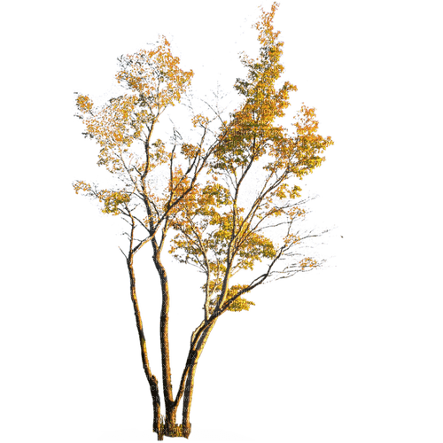 Осень-дерево. - ücretsiz png
