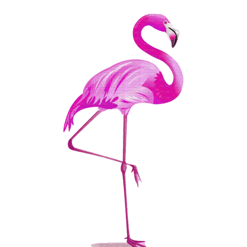 flamingo milla1959 - Free PNG