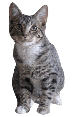 Kaz_Creations Cat Kitten - gratis png