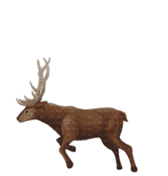 reindeer gif  renne - Бесплатный анимированный гифка
