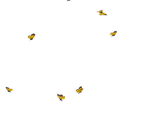 Butterflies - Bezmaksas animēts GIF