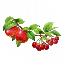 fruit cherries bp - ingyenes png
